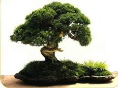 记武当园艺杯首届精品盆景展