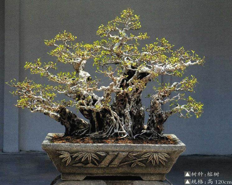 2008年柯成昆成为厦门盆景花卉协会新一任会长