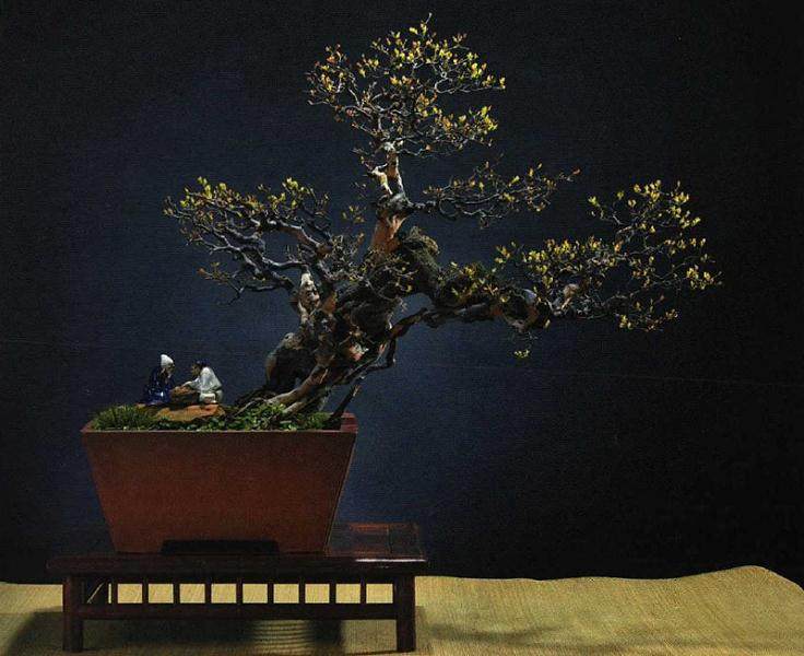 盆景艺术制作的初衷 应该是有2种出发点