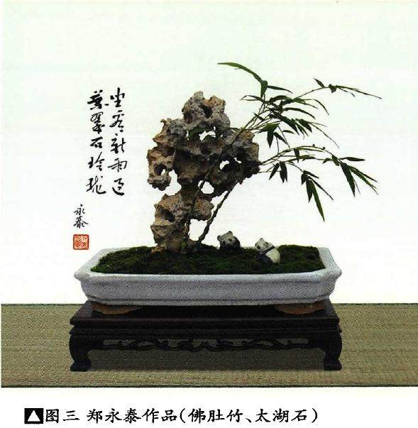 竹草类盆景的制作(竹子篇续)之五