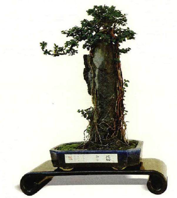 树石盆景的4种附石技巧