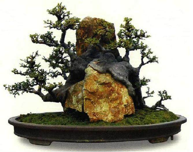 树石盆景的4种附石技巧