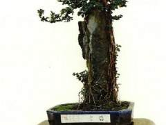 树石盆景的4种附石技巧