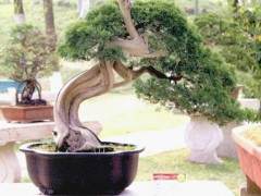 记2018中国开封铁塔杯盆景邀请展