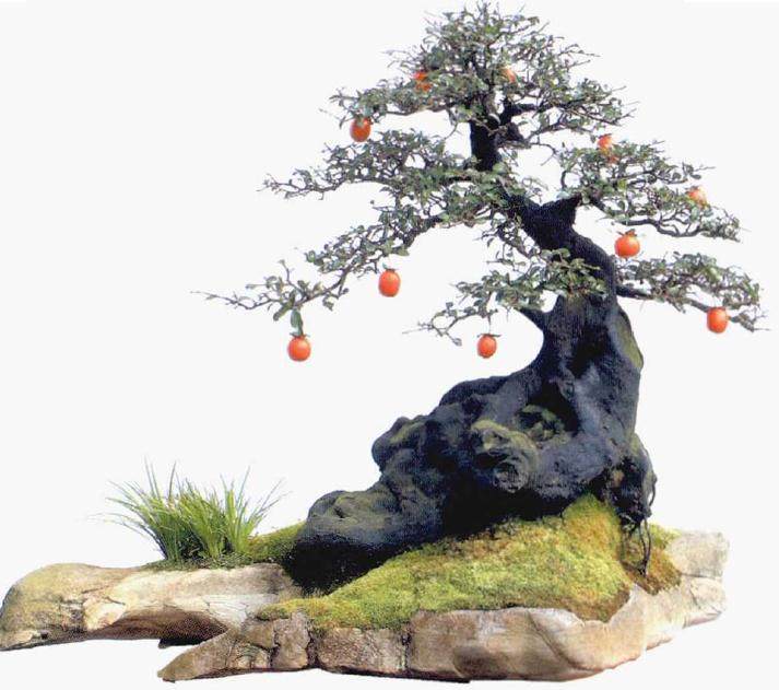 金弹子盆景艺术之乡通过专家评审