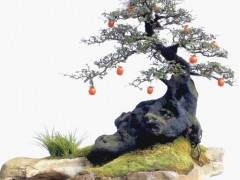 四川金弹子盆景艺术之乡通过专家评审