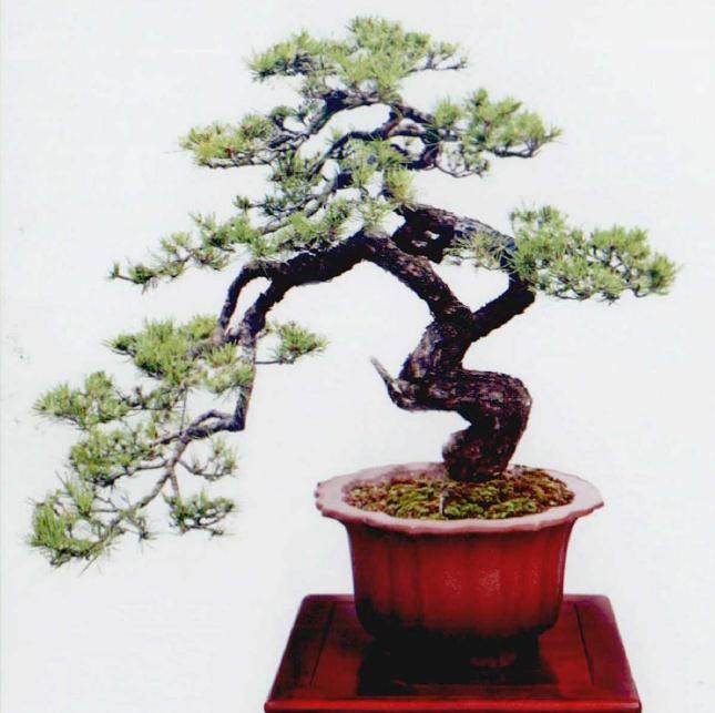 松树盆景怎么制作的浅谈 图片