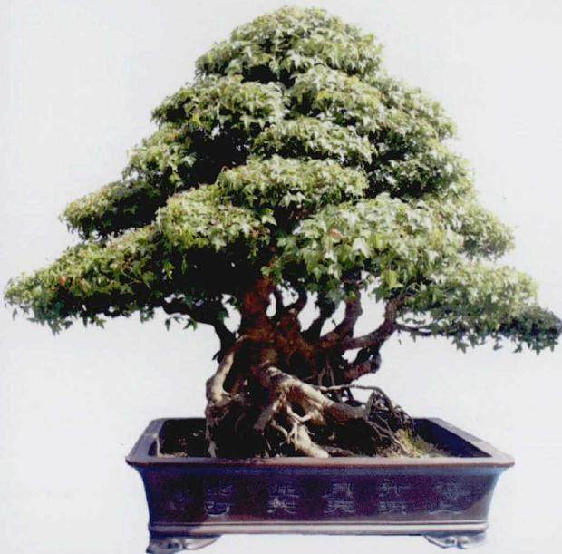 陝西省第五届盆景赏石展览会在汉中盛大举办