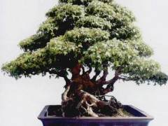 陝西省第五届盆景赏石展览会在汉中盛大举办