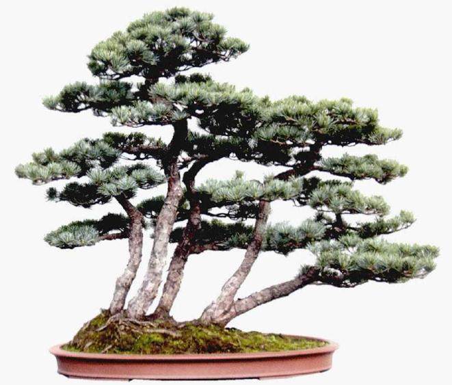 浙江盆景艺术大师授牌暨作品展在萧山盛大举行