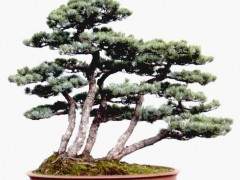 浙江省盆景艺术大师授牌暨作品展在萧山盛大举行