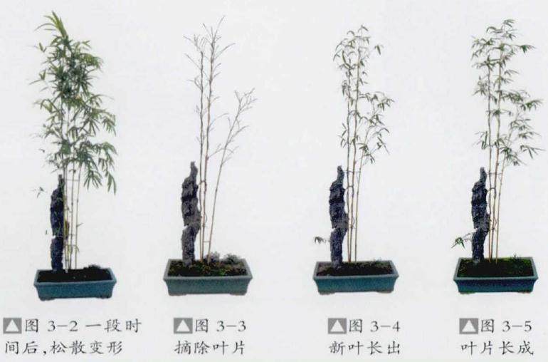 竹草类盆景的制作(竹子篇续)之四