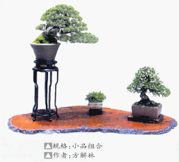 2018江苏盆景精品展暨中日韩盆景文化交流盛典