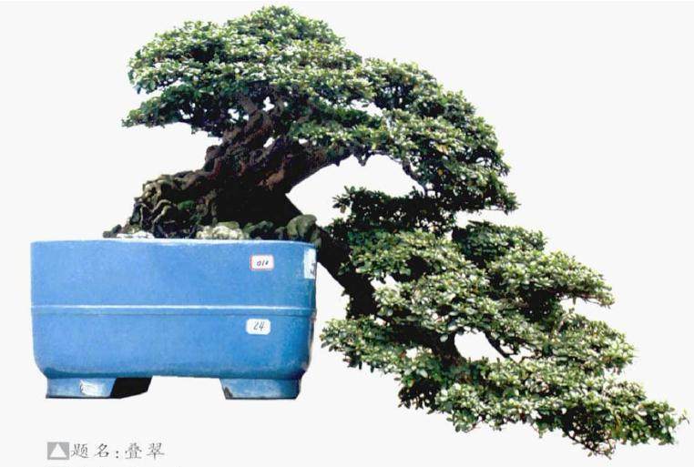 夏鹃盆景的上盆技巧