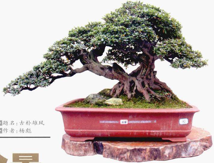 如何对夏鹃盆景进行蟠扎造型?