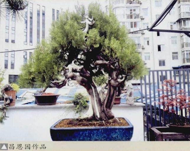 湖北洪湖盆景协会会长聂双华