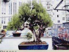 湖北洪湖市盆景协会会长聂双华