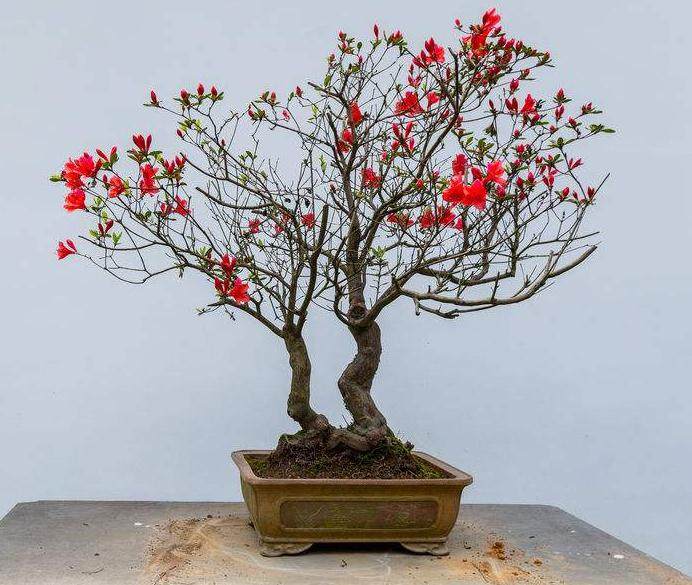 绍兴市盆景艺术协会成立大会胜利召开