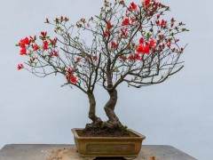 绍兴市盆景艺术协会成立大会胜利召开