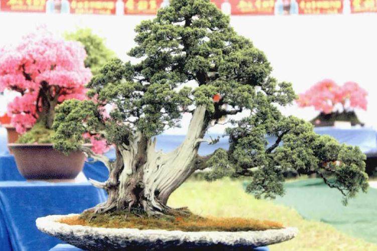 2018枞阳首届盆景根艺赏石艺术节