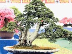 2018枞阳首届盆景根艺赏石艺术节