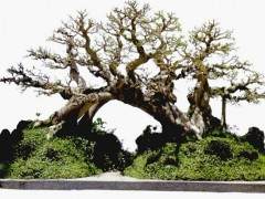 柯成昆先生执着的追寻闽南盆景独特的韵味