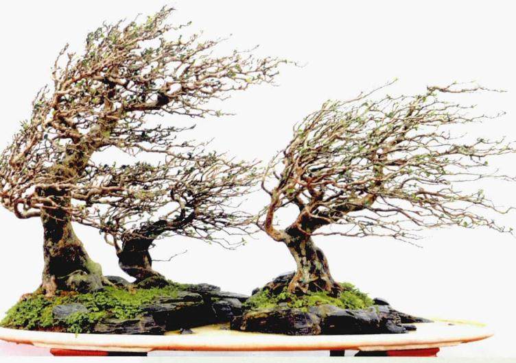 刘传刚盆景的制作解读