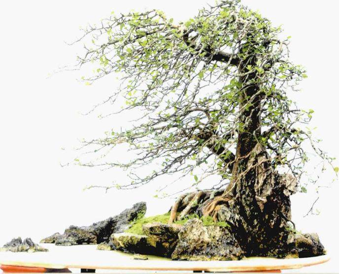 刘传刚盆景怎么制作解读的3个方法 图片