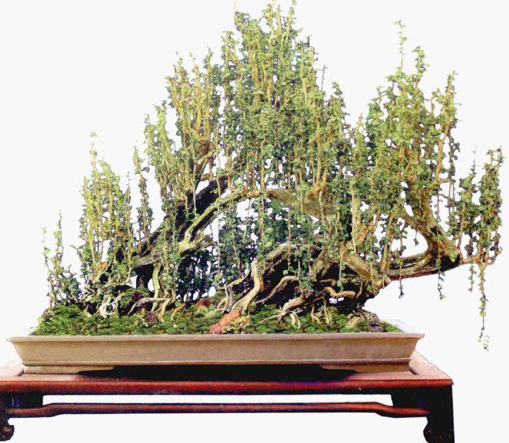 刘传刚盆景的制作解读