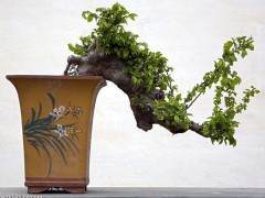 波托马克盆景协会剪报 - 新编辑委员会