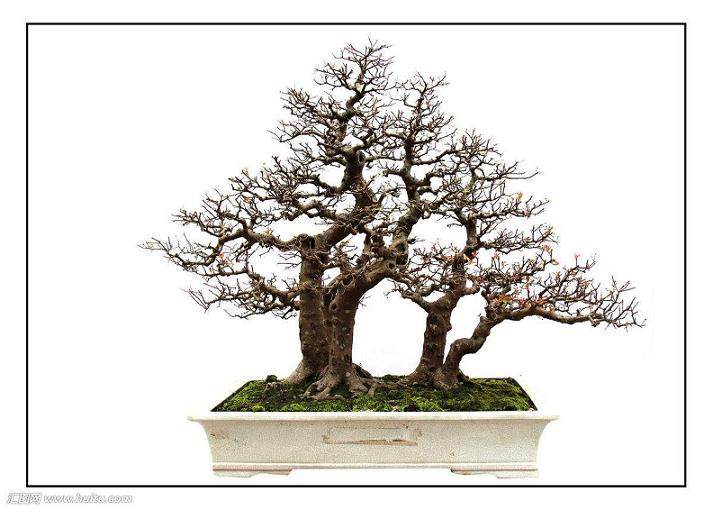 美国盆景学会致力于在整个北美地区推广盆景艺术