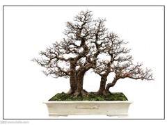 美国盆景学会致力于在整个北美地区推广盆景艺术