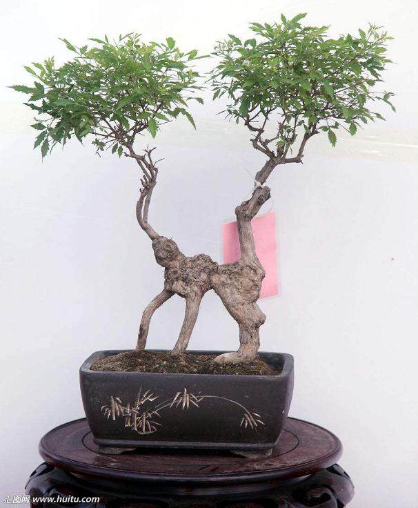 波托马克盆景协会的会员申请方法