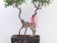 波托马克盆景协会的会员申请方法