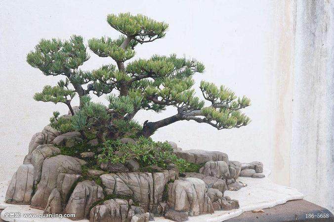 每年在美国盆景协会会议上举行的全国级别比赛