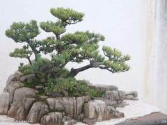 每年在美国盆景协会会议上举行的全国级别比赛