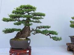 目前的波托马克盆景协会徽标树仍然存在于美国