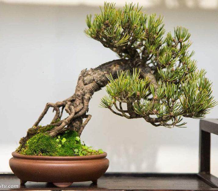 由波托马克盆景协会和巴尔的摩盆景俱乐部成员设计