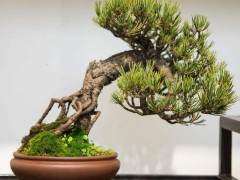 由波托马克盆景协会和巴尔的摩盆景俱乐部成员设计