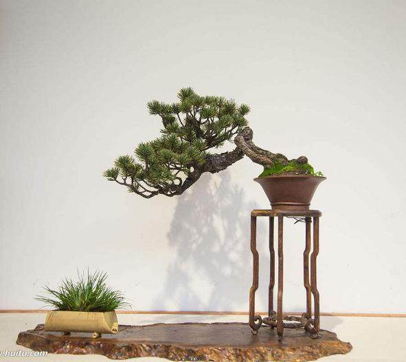 我们开始与美国国家植物园一起计划春季盆景节