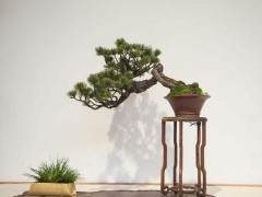 我们开始与美国国家植物园一起计划春季盆景节