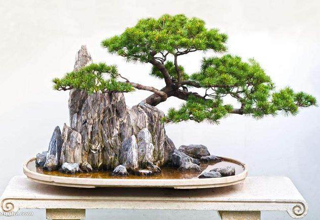 波托马克盆景协会会员俱乐部的会费