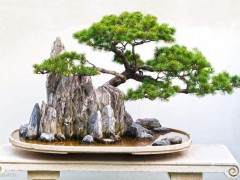 波托马克盆景协会会员俱乐部的会费