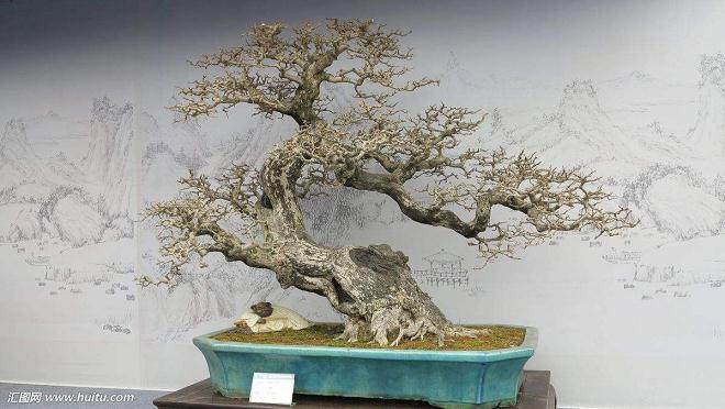 盆景专业人士成功地完成了苗木的田间种植