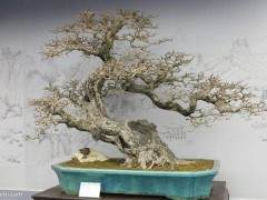 盆景专业人士成功地完成了苗木的田间种植