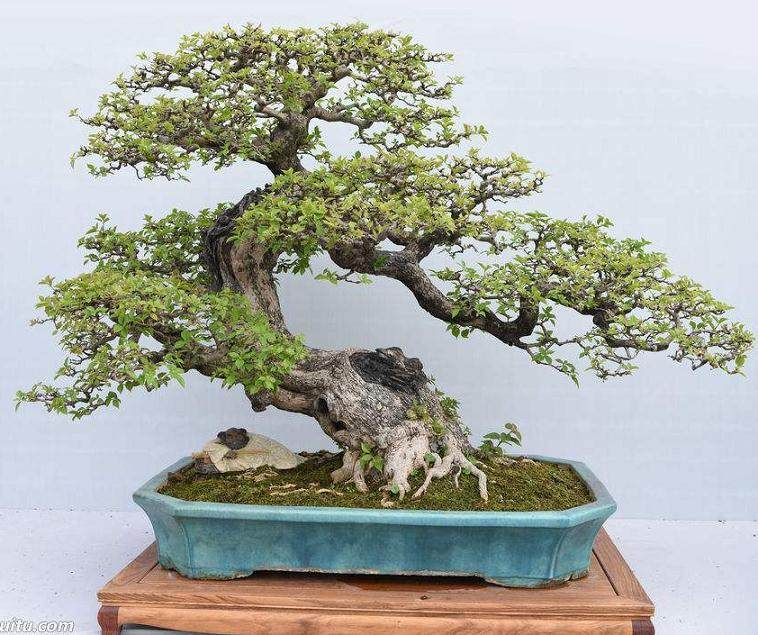 陕西镇安举办第三届盆景根艺奇石展