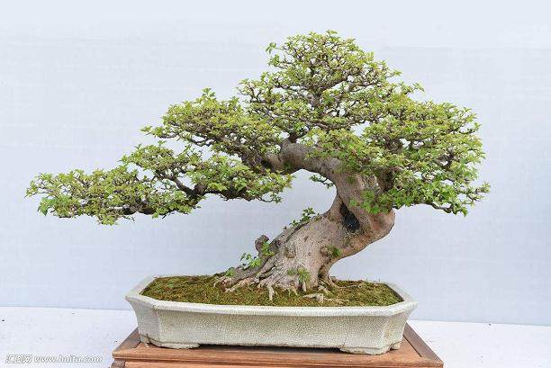 台州花卉盆景根艺协会召开第三届会员大会