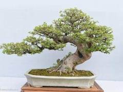 台州花卉盆景根艺协会召开第三届会员大会