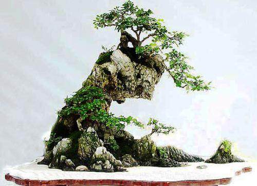 名家教你做水旱盆景基本方法 第二篇