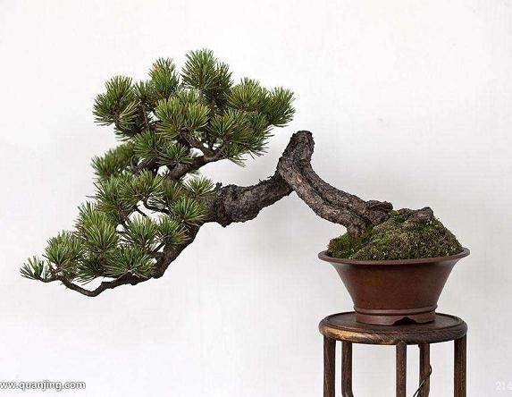 欣赏树木盆景的艺术美 可分为三个方面